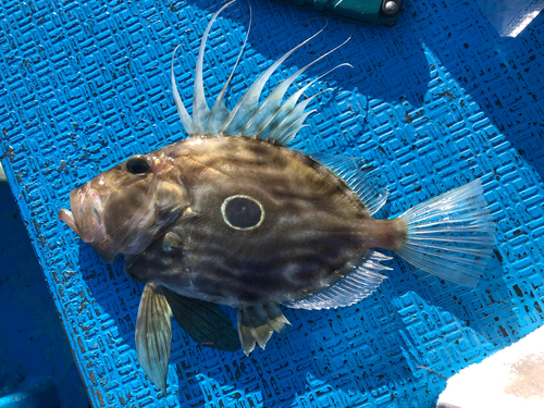 マトウダイの釣果