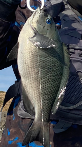 メジナの釣果