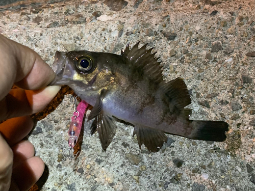 メバルの釣果