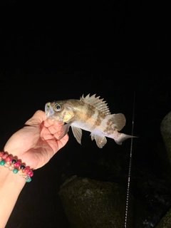 シロメバルの釣果