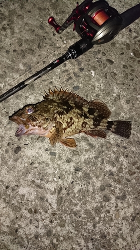 カサゴの釣果