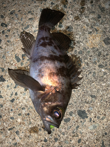 メバルの釣果