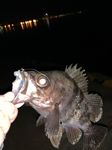 メバルの釣果