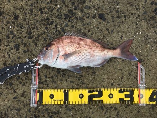 マダイの釣果