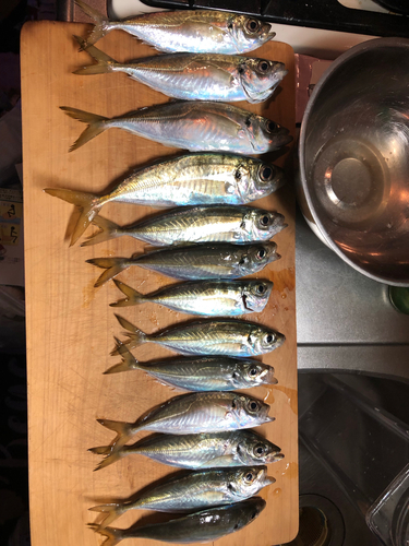 アジの釣果