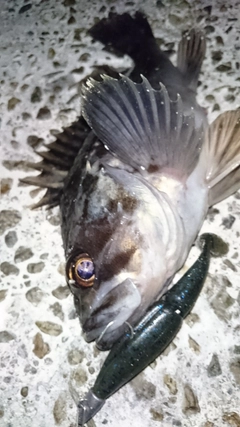 クロソイの釣果