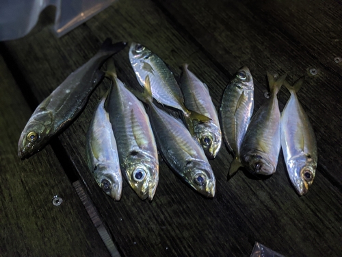 アジの釣果