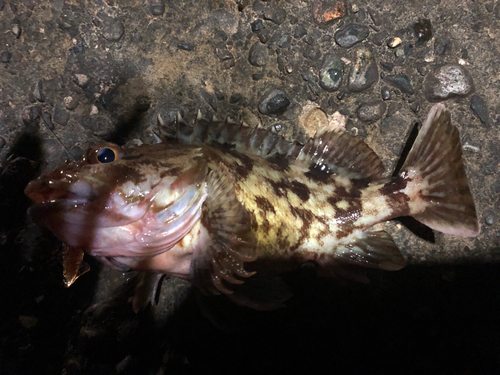 カサゴの釣果