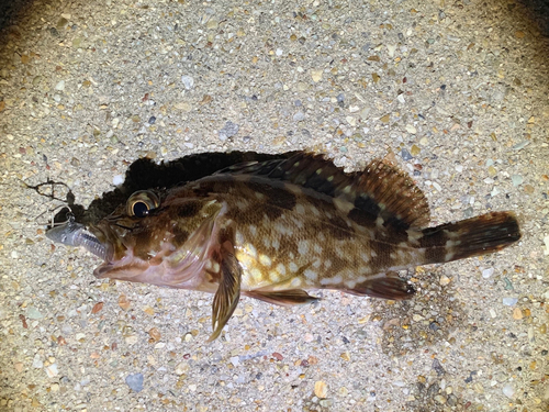 カサゴの釣果