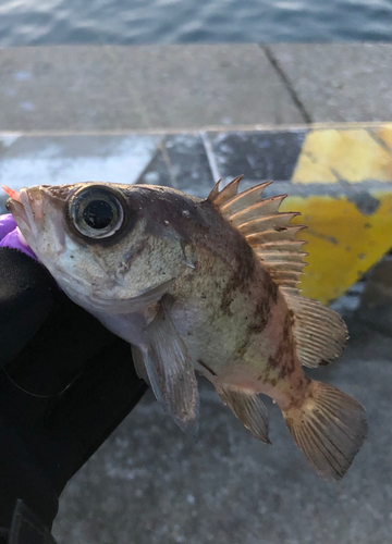 メバルの釣果