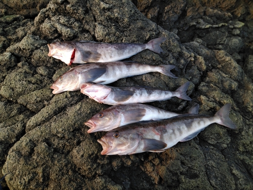 ホッケの釣果