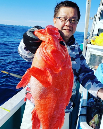 アコウダイの釣果