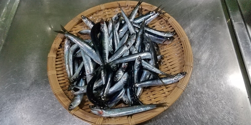 イワシの釣果