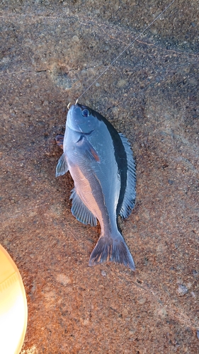 メジナの釣果