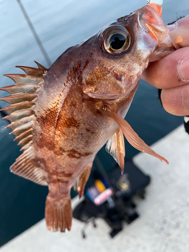 メバルの釣果