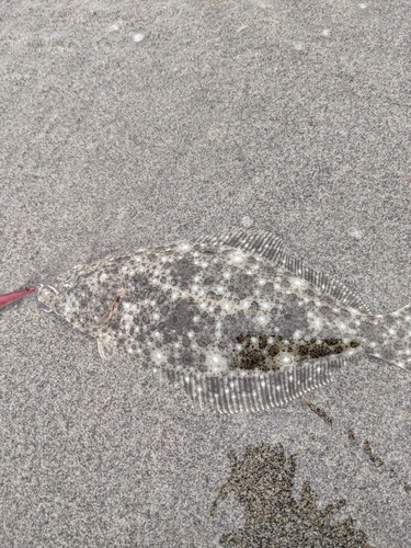 ソゲの釣果