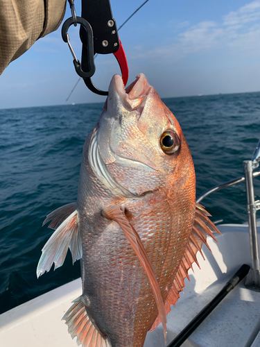 マダイの釣果