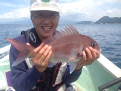 マダイの釣果