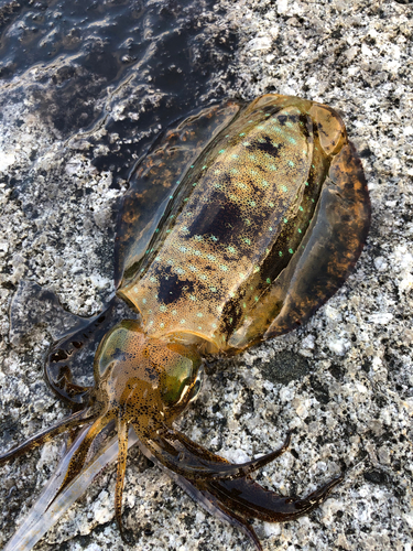 アオリイカの釣果