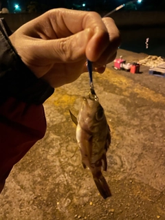 シロメバルの釣果