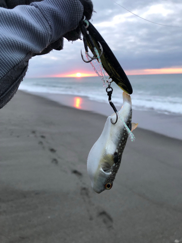 フグの釣果