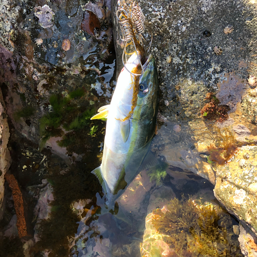 ヒラマサの釣果