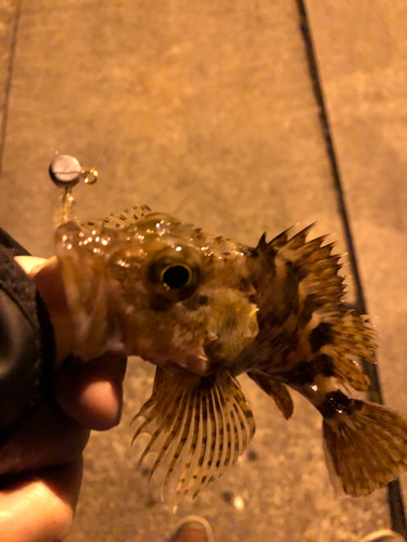 カサゴの釣果