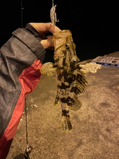 タケノコメバルの釣果