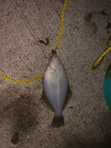 カレイの釣果