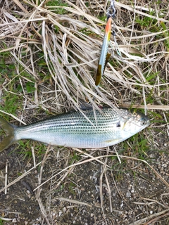 コノシロの釣果