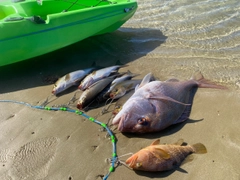 タイの釣果