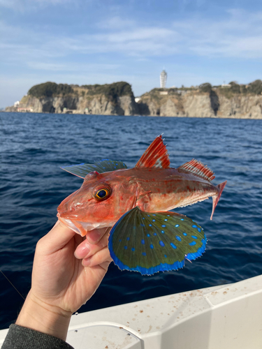 ホウボウの釣果