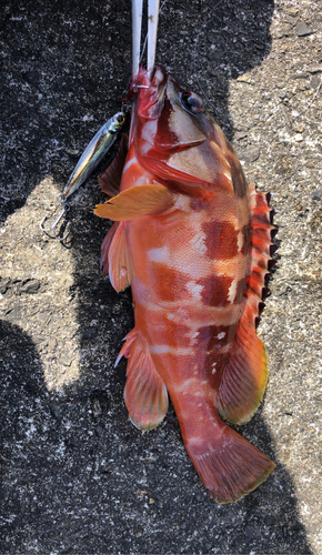 アカハタの釣果