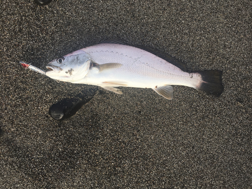 ニベの釣果