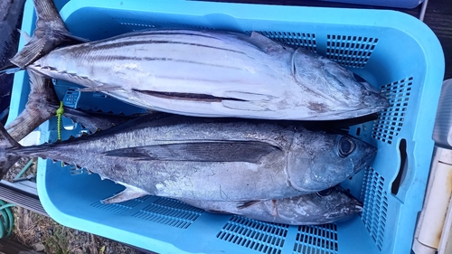 ビンチョウマグロの釣果