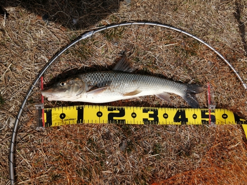 ニゴイの釣果