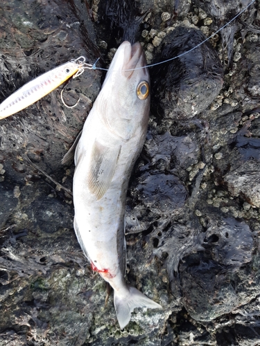 ホッケの釣果