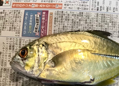 メッキの釣果