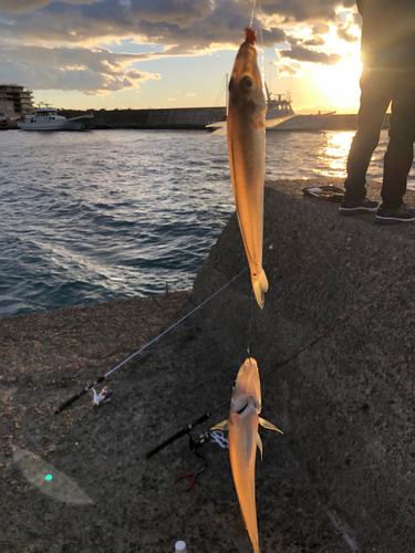 シロギスの釣果