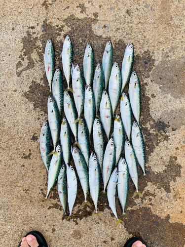 サバの釣果