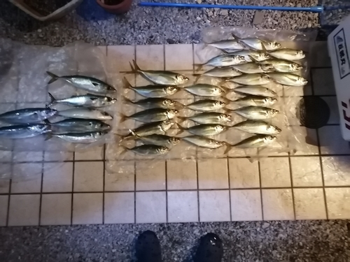 アジの釣果