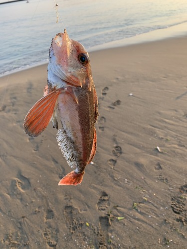 釣果