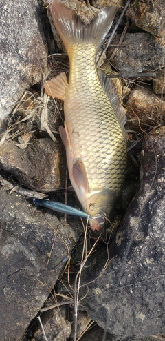 コイの釣果