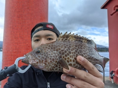 オオモンハタの釣果