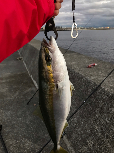 メジロの釣果