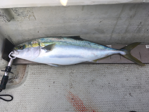 ワラサの釣果