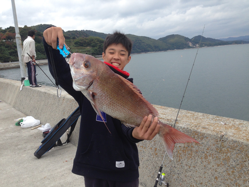 マダイの釣果