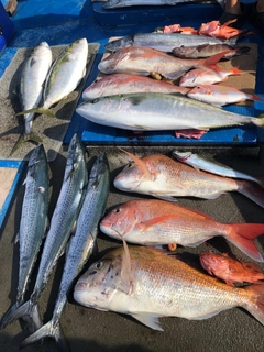 タイの釣果