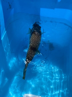 ショウサイフグの釣果