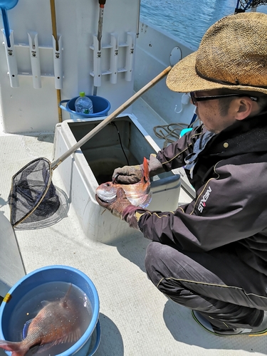 マダイの釣果